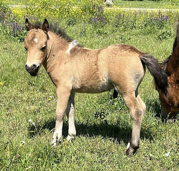 buckskin-miniature-colt