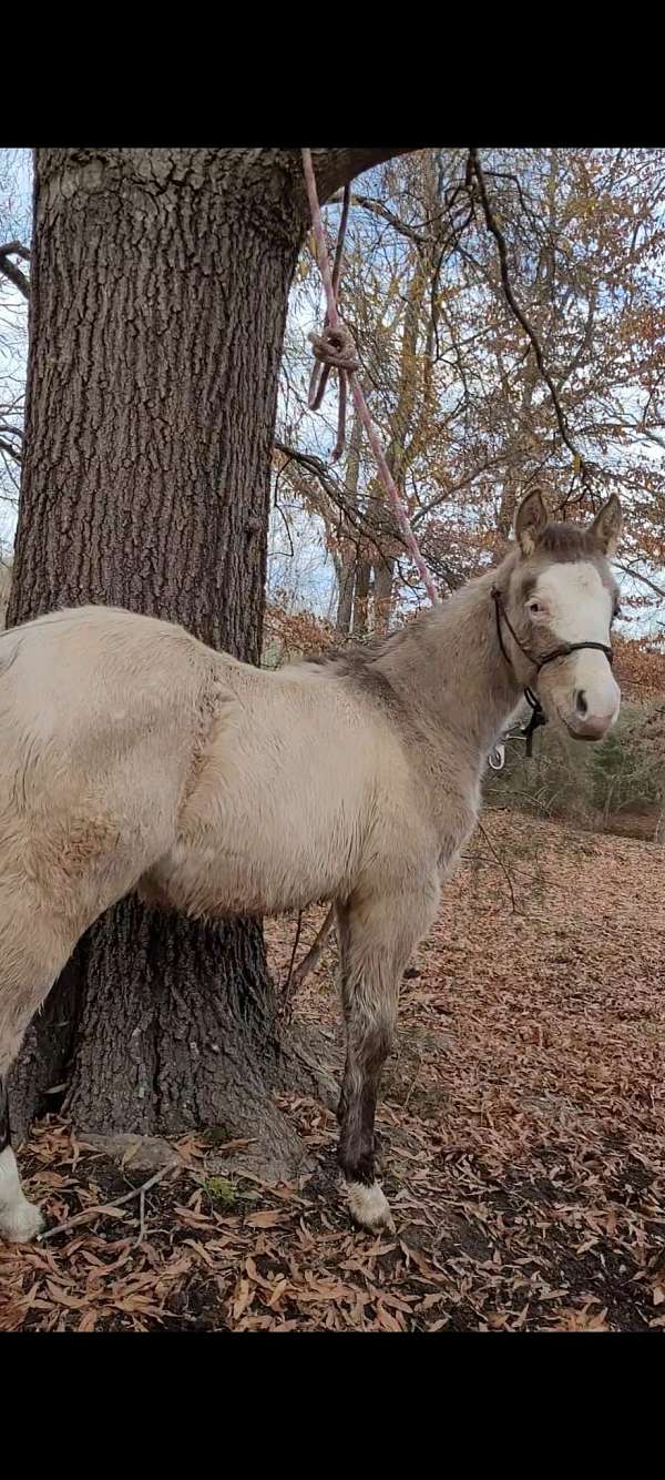 dun-quarter-horse-colt-stallion
