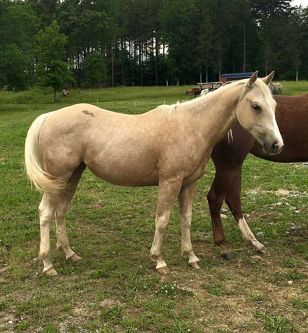quarter-horse-filly
