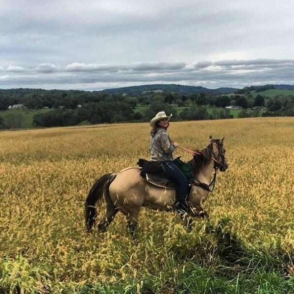 buckskin-dun-penning-team-penning-horse