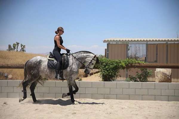 dressage-mare-andalusian-horse