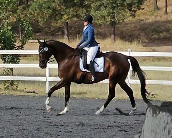 excellent-condition-thoroughbred-horse