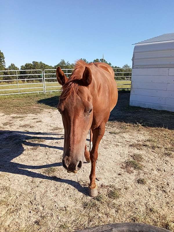 two-eyed-red-baron-gelding