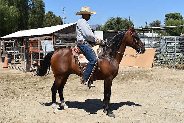 trail-riding-gelding-azteca-horse