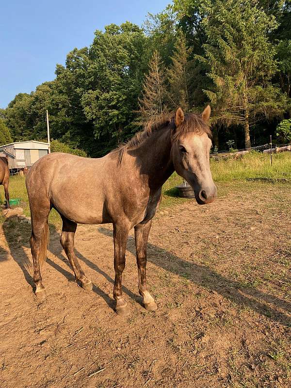 grey-haflinger-gelding