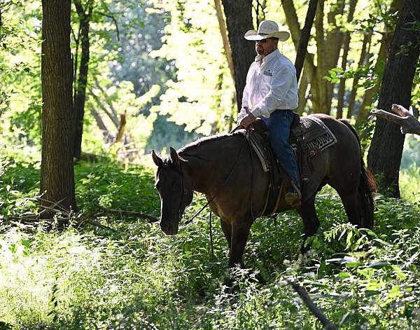 ranch-quarter-horse