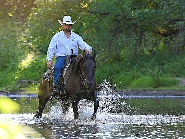 ranch-work-quarter-horse