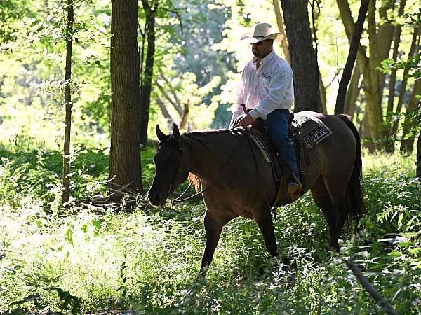 ranch-versatility-quarter-horse