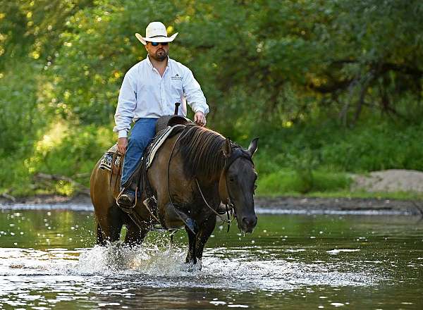 ridden-western-quarter-horse