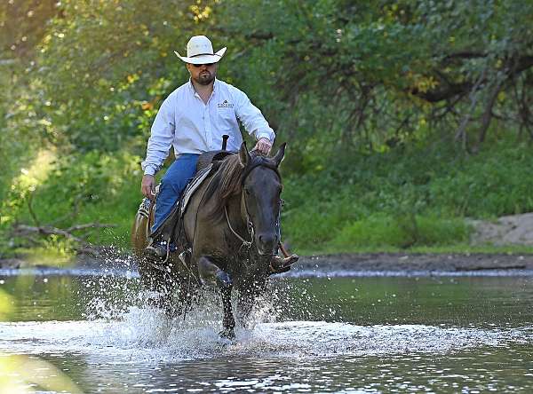 reined-cow-quarter-horse