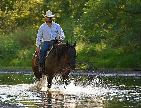 trail-quarter-horse