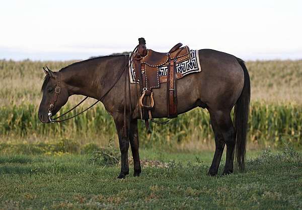 western-riding-quarter-horse