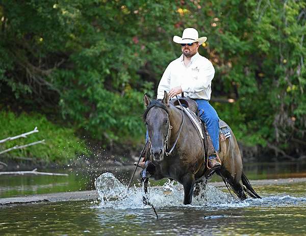 western-dressage-quarter-horse