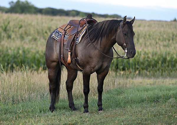 working-cattle-quarter-horse