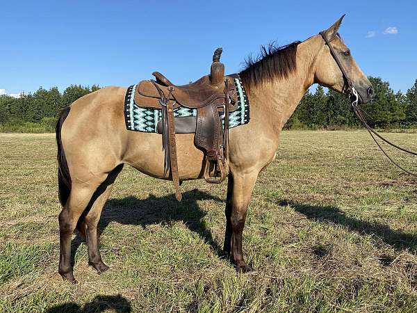 buckskin-for-sale-tennessee-walking-horse