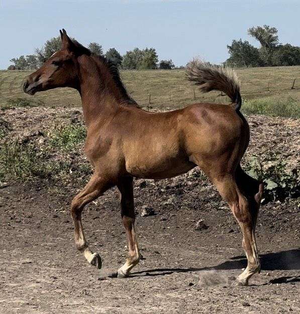 sweepstakes-nominated-stallion