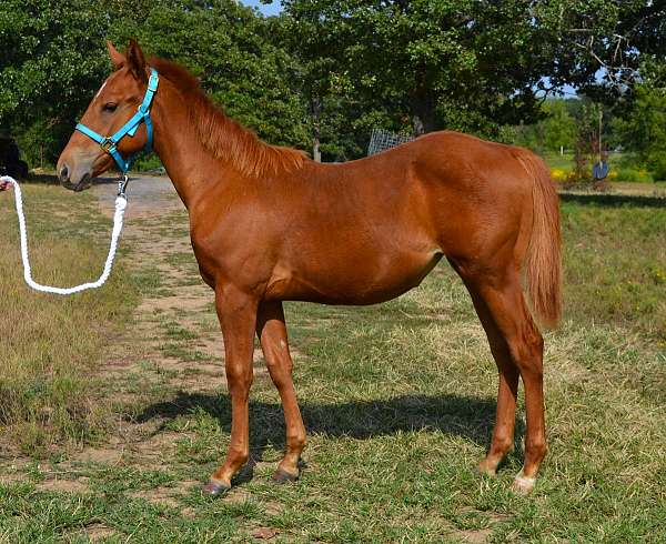 halter-ranch-filly-weanling
