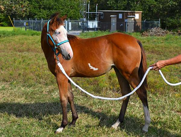 pinto-filly-weanling-for-sale