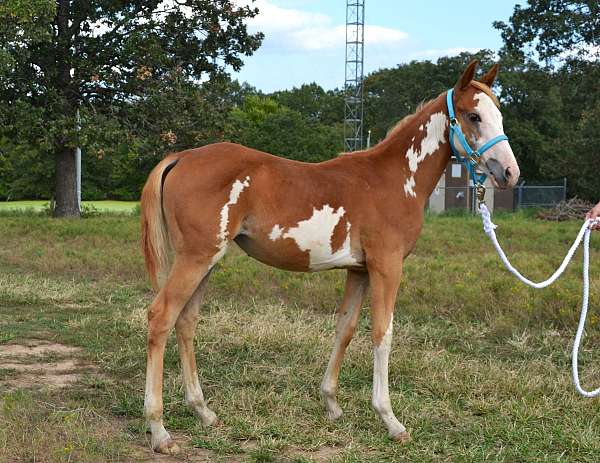 paint-pinto-filly-weanling