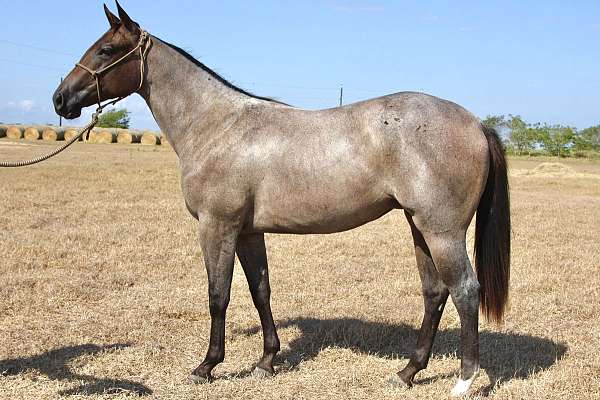 bay-roan-aqha-filly-yearling
