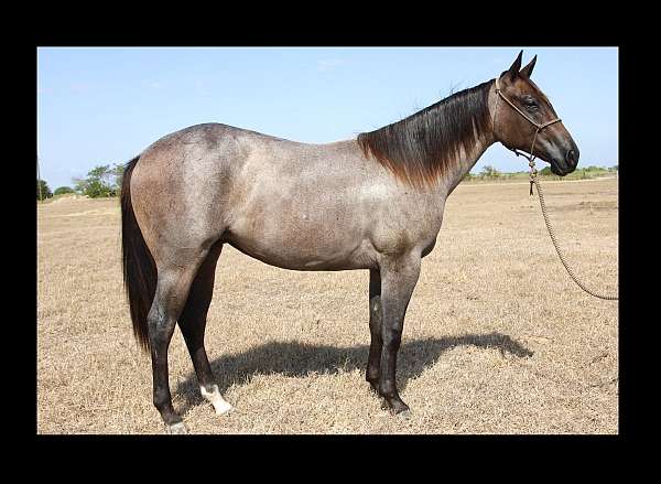 started-under-saddle-filly-yearling