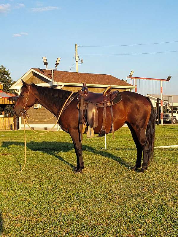 mare-quarter-horse