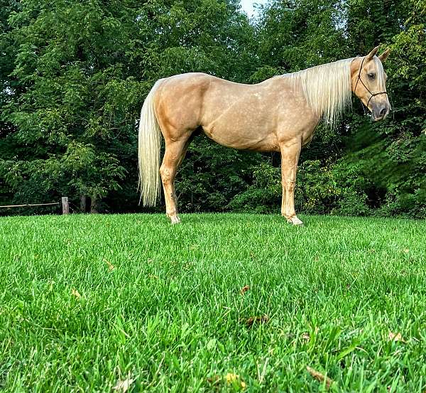 quarter-horse-gelding