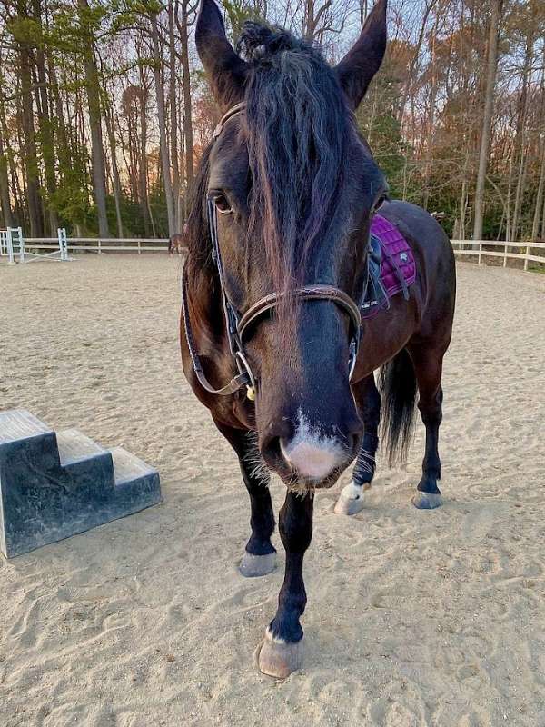 handsome-gelding-percheron-horse