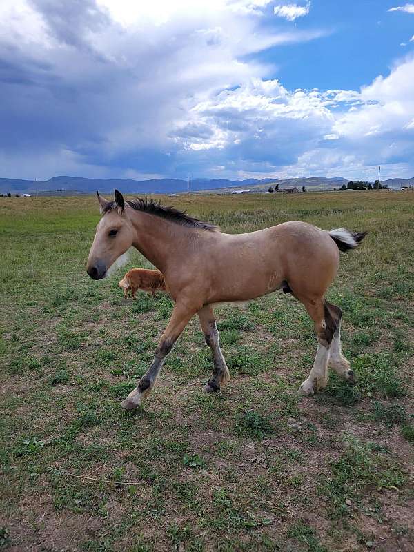 buckskin-clydesdale-for-sale