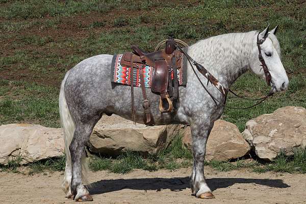 all-around-trail-draft-horse