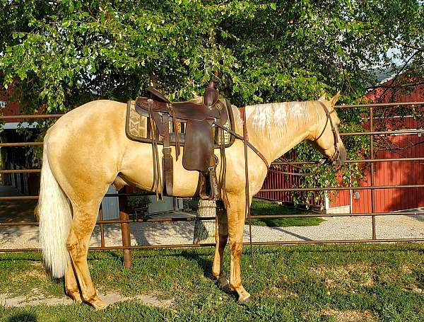 dunalino-natural-horsemanship-training-horse