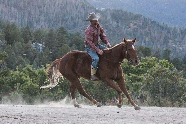 sorrel-ranch-versati-horse
