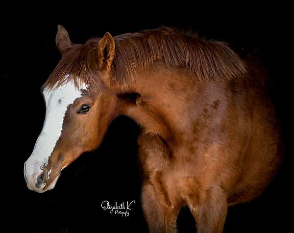 beautiful-mover-paint-horse