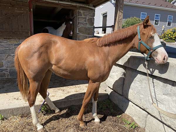 beautiful-mover-paint-horse