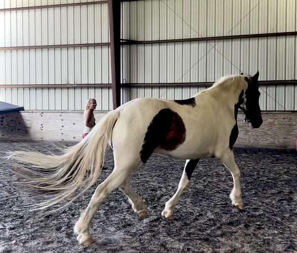 equitation-draft-horse