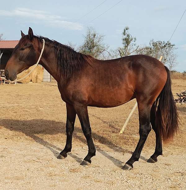 bay-andalusian-horse