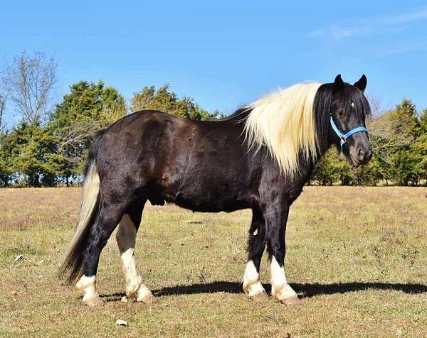 pullinghorse-gypsy-vanner-horse