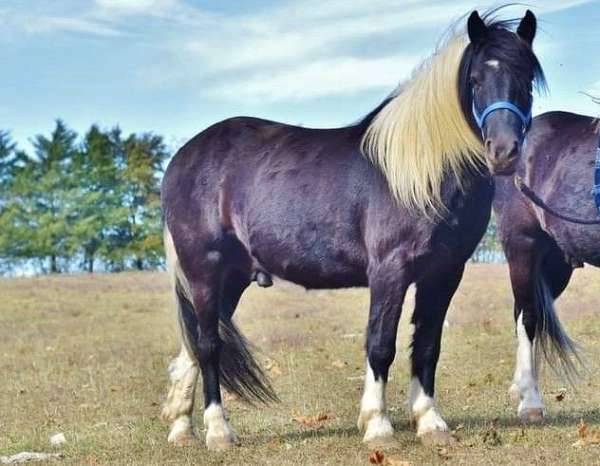 balanced-gypsy-vanner-horse