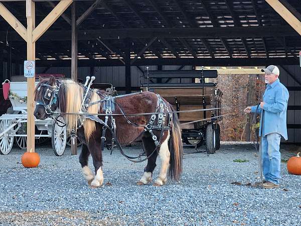 easy-to-drive-gypsy-vanner-horse