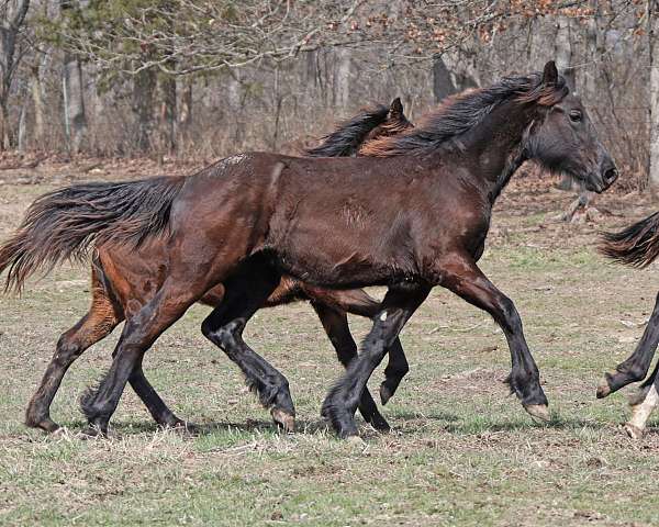 all-around-friesian-horse