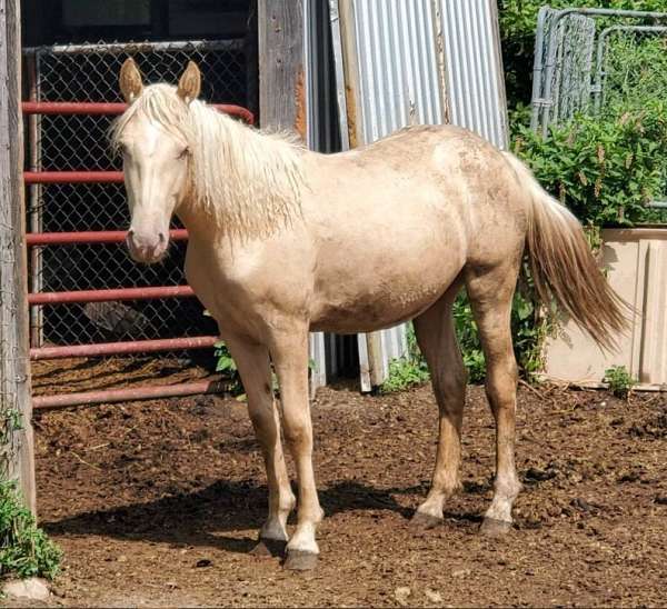 champagne-american-cream-filly
