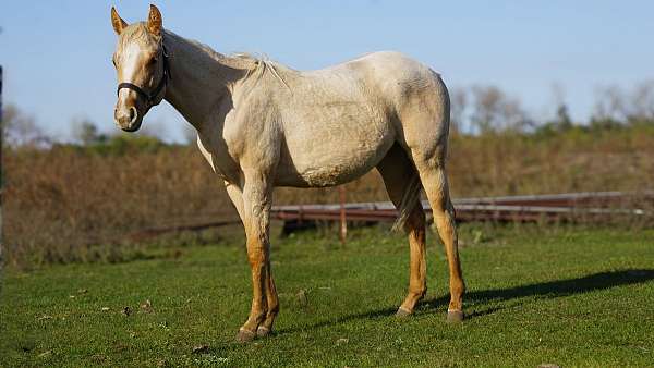 montleon-quarter-horse