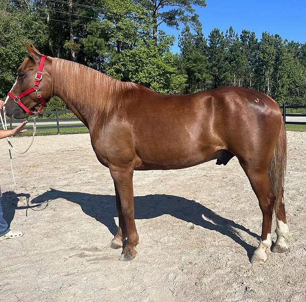 sorrel-quarter-horse-gelding