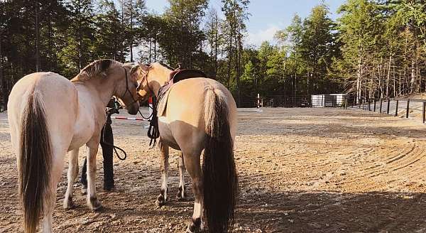 breeder-fjord-pony