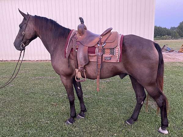black-horses-for-sale-tennessee-walking