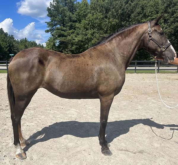 bay-tennessee-walking-mare