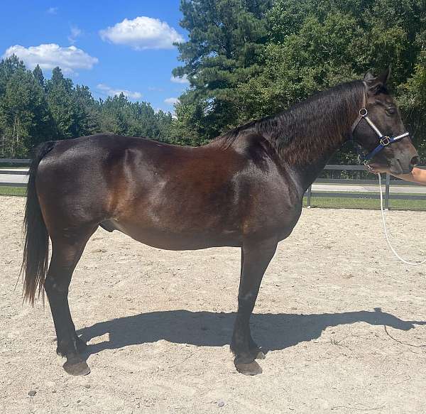 black-draft-gelding