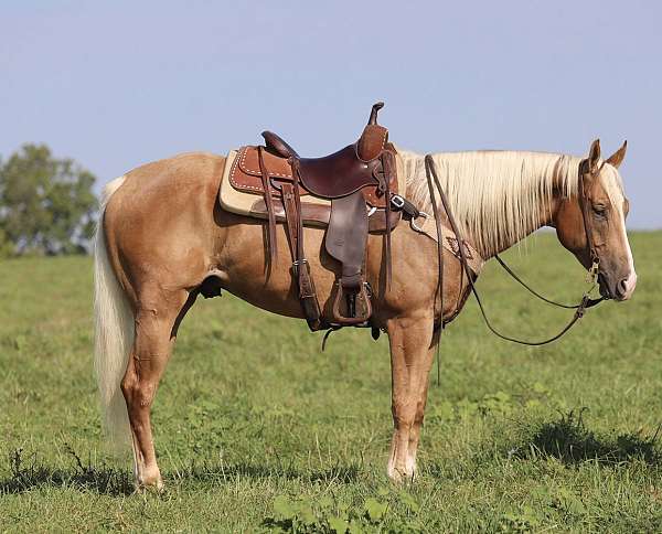 any-size-rider-palomino-horse