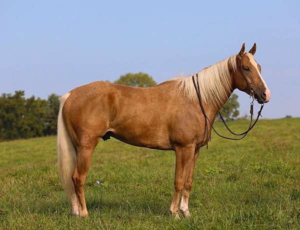 big-boned-palomino-horse