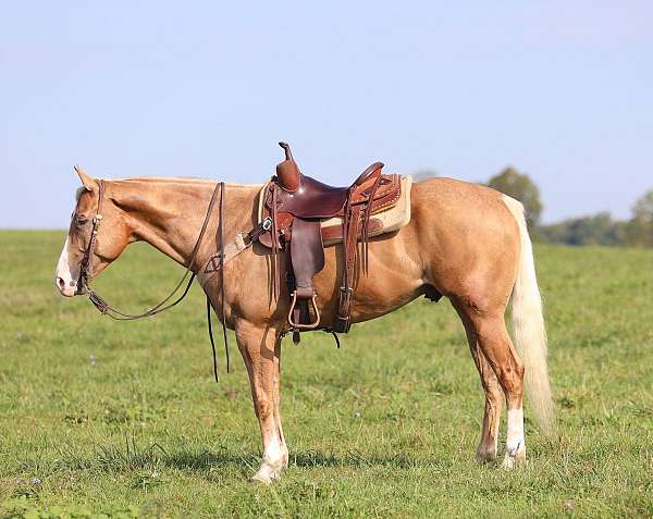 color-palomino-horse